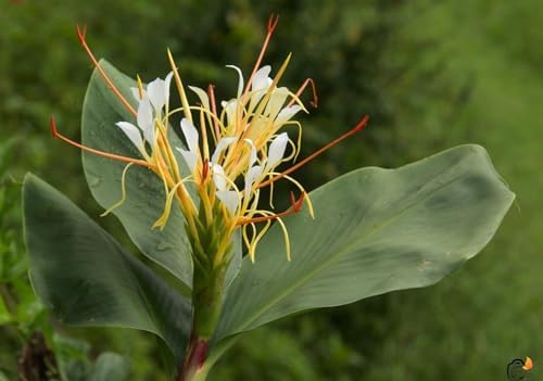 10 Hedychium ellipticum Seeds, Shaving Brush Ginger, Rock Butterfly Lily