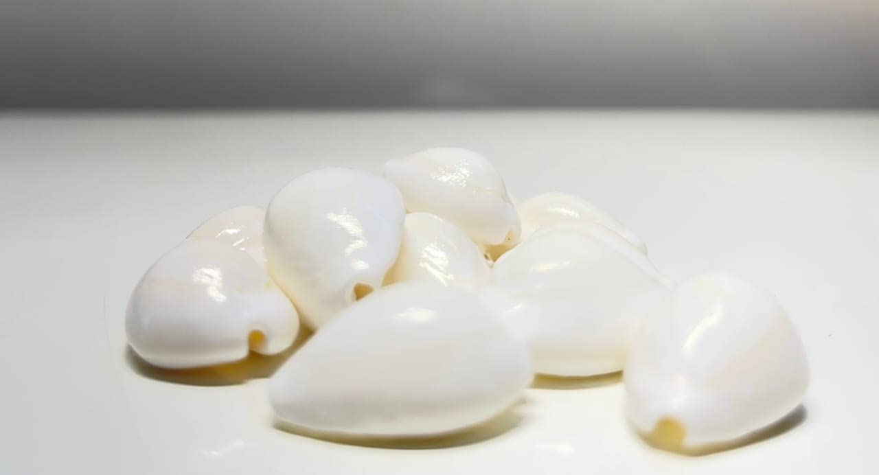 4OUR FAITH Natural White Cowrie Shells, 11 Pieces