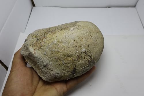 Image of Rare Ammonite Nautilus Ammonite Fossil Fossil from Morocco Fossils Ammonites Fossil Rock A294