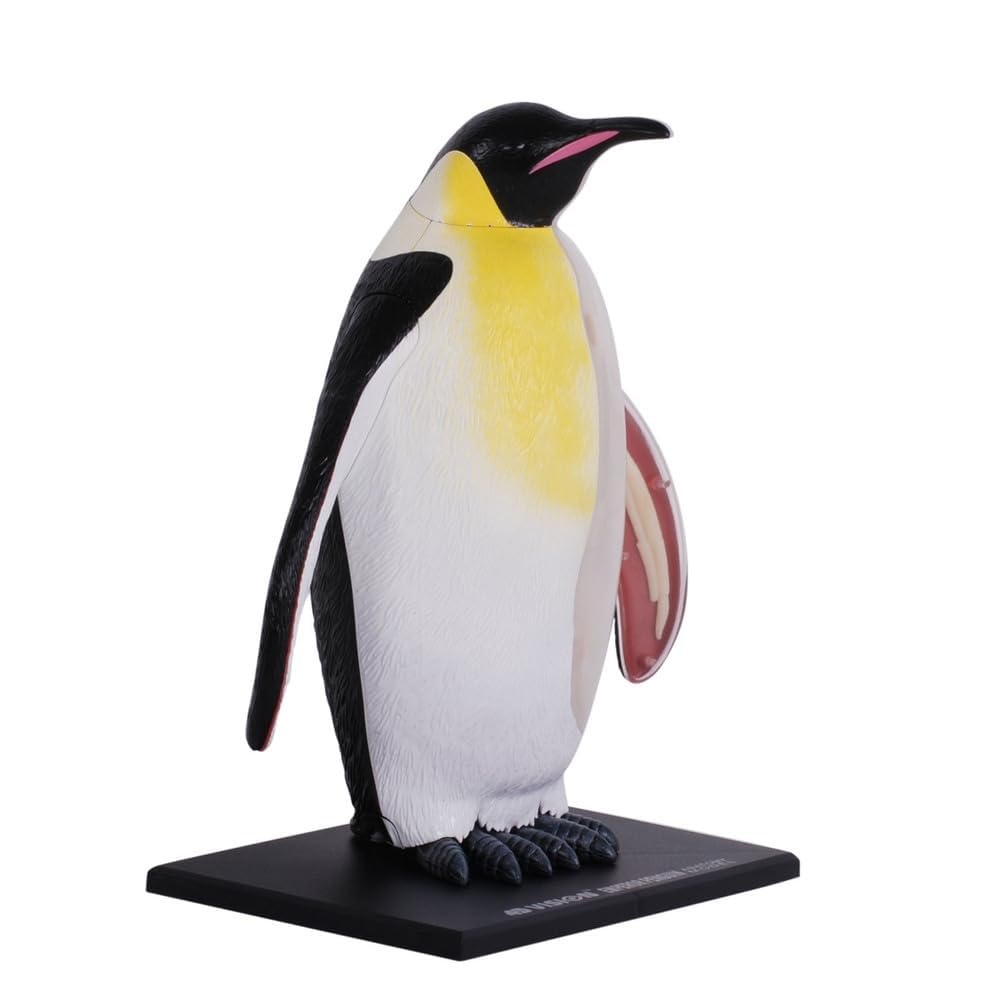YNIYUJKL 4D Penguin Anatomy Model,28 Detachable Penguin Organ Skeleton Specimen,Animal Anatomy Model For Biology Animal Medical Teaching And Research