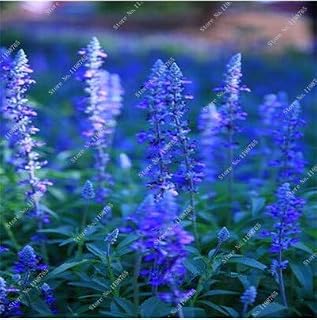 8: Lavendel Samen, Schöne Blumensamen Im Topf, Sehr Duftend, Lavendel Pflanze Für Hausgarten Pflanzen Bonsai Decoration-100 Stücke: Only Seeds