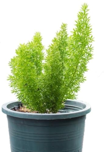 Image of Rare Shatavari Live Plant, Shatavar (Asparagus Racemosus) Herbal Medicinal Plant, Indoor, Organic, Green, Partial Sun, 1 Healthy Plant with Black Pot