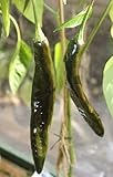 Exotic Plants