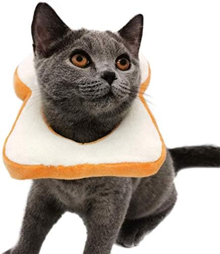 cat slice of bread