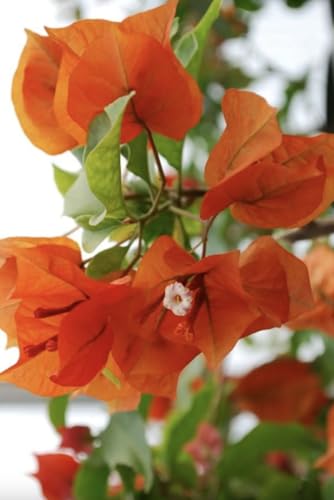 Orange Bougainvillea Plants - Live Bougainvillea Sundown Plants Pack of 2 (4-6 Inches Tall) Rare Multi-Colored Blooms Fast-Growing Drought-Tolerant Vine Tropical Plant for Garden or Patio