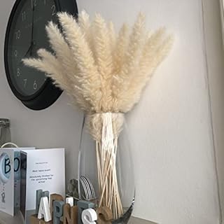 Pampas Grass Cream White Fluffy Natural Pampass Grass Decor Boho Plant Decor Real Dried Pampas Grass Flower Arrangement Decorative Home Accessories Pampas Grass Plant Dried for Small Vase 50cm 30Pc