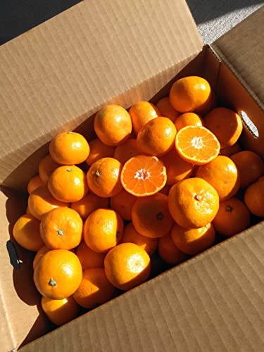 �R�k�݂��� �����݂���QS�T�C�Y�T���� �ƒ�p ���� ���m���Y