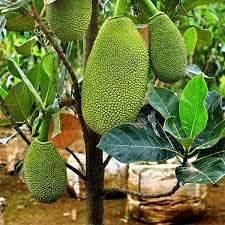 Mitu Jackfruit Vietnam Super Early 1 Year Fruiting Variety Ayur Jack Vietnam Varikka Katahal Chakka Fruit Grafted Live Plants & Tree(1-1.5Ft Size) (B0BC5PBVVL) Amazon Price History, Amazon Price Tracker