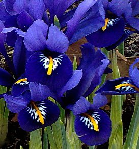 Dutch Iris Reticulata Blue Harmony Bulbs