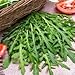 Arugula Seed, Arugula Sprouting Seeds, Microgreen, Sprouting, 8 OZ, NON GMO - Country Creek Acres Brand - High Sprout Germination- Juicing, Gardening, Hydroponics, Growing Salad Sprouts