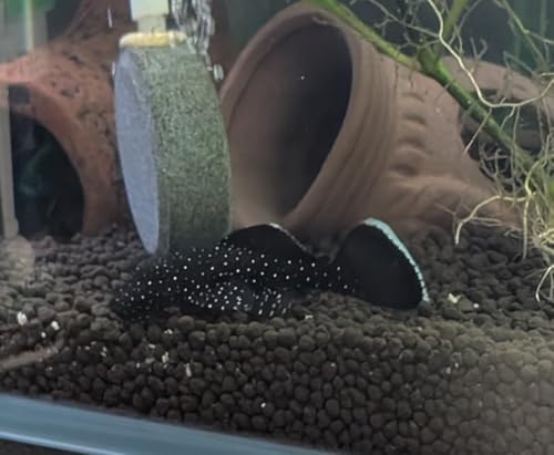 The Frog House Peppermint L181 Bristlenose Plecostomus 1-2" Juvenile Freshwater Aquarium Fish