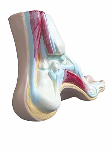 Fake Feet Human Foot Teaching Model Foot Model Set Normal Flat