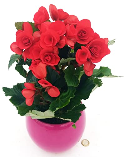 POWERS TO FLOWERS - BEGONIA BALADIN ROSSA, IN VASO CERAMICA STONDATO FUCSIA, pianta vera
