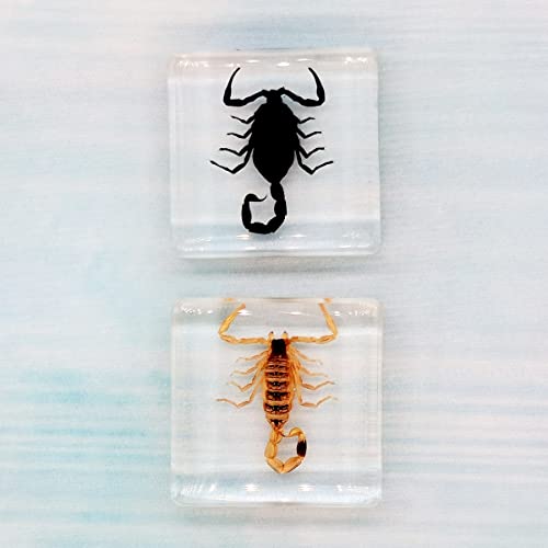 Image of Insect Specimens Set, Black Scorpion and Yellow Scorpion Specimens in Resin, Animal Taxidermy Collection for Science Education & Desk Ornament, (FBBJ-03)