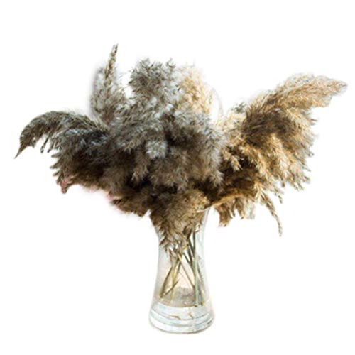 Grama Pampas Secas Srliya 60 * 8 * 8 Flores Secas Naturais Buquê Marrom Grama Pampas Flores Secas Bo