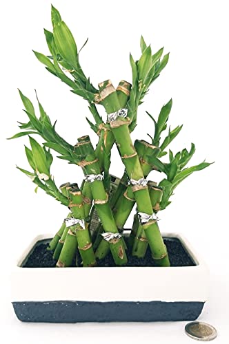 POWERS TO FLOWERS - LUCKY BAMBOO INTRECCIATO ALTEZZA 22CM, Pianta Vera