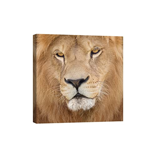 Tableau toile animaux DCA077-1 décoration murale luminescente grand format carré 80 x 80 cm