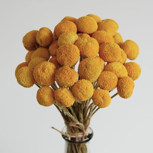 20 flores secas amarillas Billy Balls miniatura 4