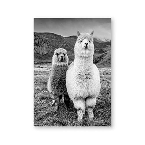 EXQART Peinture sur Toile d'impression 3D Noir Blanc Animal alpaga Affiche Toile Mur Art Peinture pépinière Photo Lama Enfants Chambre  Décoration d'intérieur-60x80cm Cover