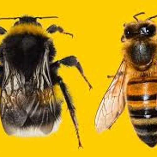 『Organic Farm Stand - Dec. 5, 2024: The Bumble Bees v. the Honey Bees?』のカバーアート