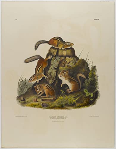 Chiping Squirrel John Audubon tableau vintage poster decoration chambre 60x90