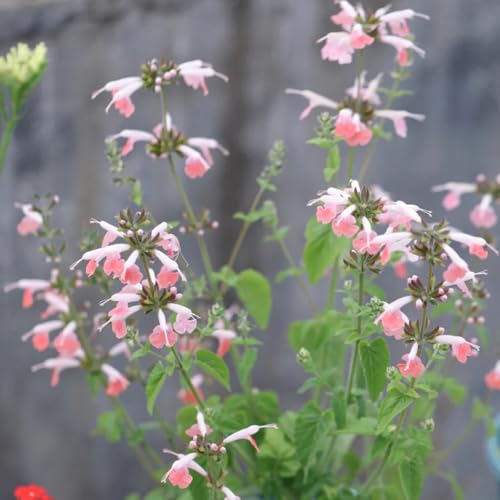 semi di salvia resistenti giardino balcone pascolo perenni decorazione rialzati appartamento 550pcs