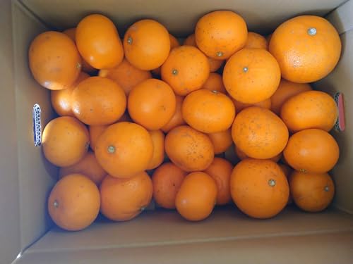 yIBY {쑁zB݂ 10kg TCYsI ? ƒp Yn