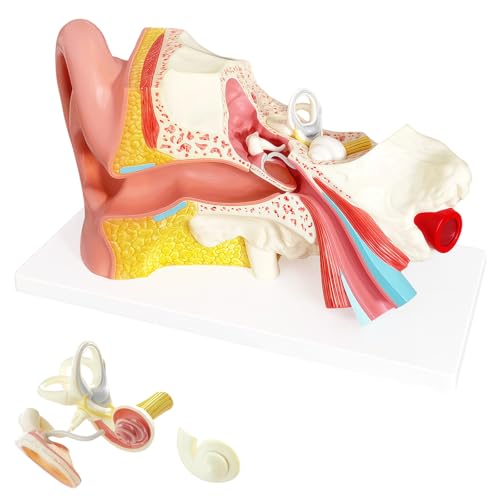 Image of 3 Times Human Ear Anatomy Model with Base, 3 Part Removable Structure with Detailed Labels for Science Classroom,Teaching Demonstration,Human Anatomy Study