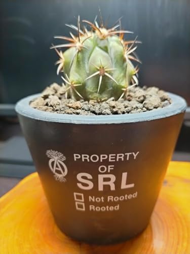 黒王丸」の人気商品一覧 | 安い商品を通販サイトから探す - 価格.com