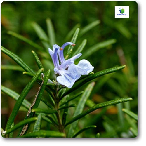AMAZING STORE Rosemary Plant Amazon.in Garden & Outdoors
