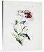 Global Gallery Budget GCS-266573-36-142 Thomas Holland A Scarlet Poppy and A Cornflower Gallery Wrap Giclee on Canvas Wall Art Print