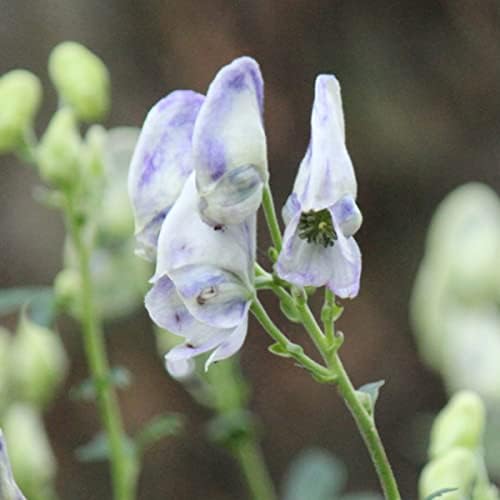 Amazon 紫桜館山の花屋 二色咲きトリカブト 9cmポット苗 鳥兜 アコニタム クラウディ 2 28芽吹き始め 花