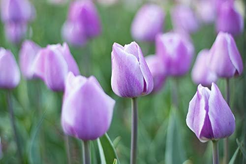 Floriculture Greens Flower Bulbs Tulip Imported Flower Bulbs For Gardening (Light Purple, Pack of 6 Bulbs)