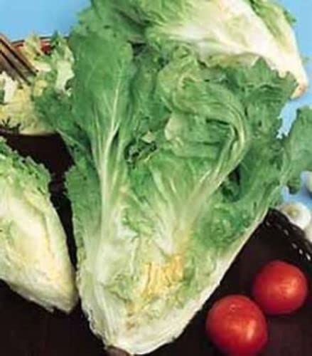 50 SEMI-DI INDIVIA  SCAROLA CORNETTO DI BORDEAUX:Seeds