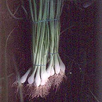 Suffolk Erbe - Organic Cipollina Ramrod - 250 Semi