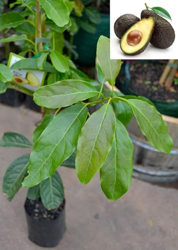 Golden Bloom Grafted Avocado Lamb Hass variety Self Pollinating Butter Fruit Grafted Live Plants & Tree Size 2-3 FT