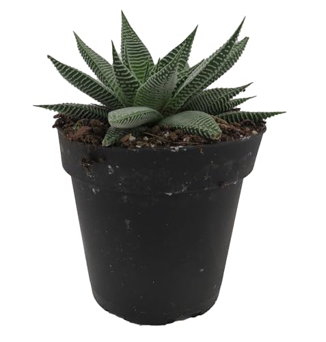 Miami Haworthia Succulent Plant - 4' Pot - Low Maintenance