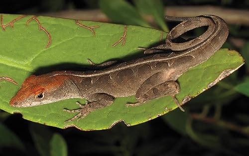 Lizards and Snakes of Alabama (Gosse Nature Guides) Import It All