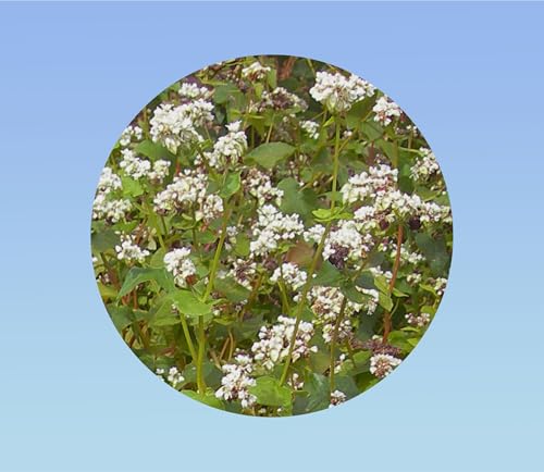 50 Graines de Sarrasin (Blé Noir) – Plante Couvre-Sol, Engrais Vert, Miel – Croissance Rapide, Fleurs Mellifères, Graines Comestibles