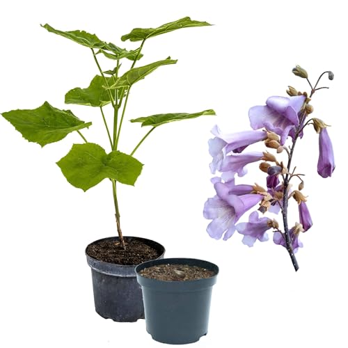 1 x Paulownia Blauglockenbaum TOMENTOSA, extrem schnellwüchsig; auch Kiri-Baum, Kaiserbaum oder Empress tree für Wertholz/Energieholz, keine Samen! (2-3 Liter Topf)