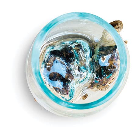 Beautiful 11cm dia glass vase bowl intricately blown onto a teak root - ideal for flowers or an indoor terrarium - each one unique - Image 2