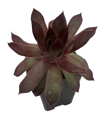 Copper Canyon Hens & Chicks - 2.5" Pot - Sempervivum - Chick Charms®