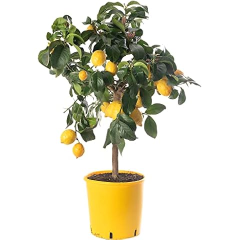 Assorted Indoor Citrus Trees Collection Lemon Cover