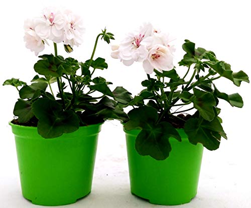 POWERS TO FLOWERS - GERANIO EDERA DOPPIO"HERCULES", PELARGONIUM, 2 PIANTE VASO 14, BIANCO, piante vere