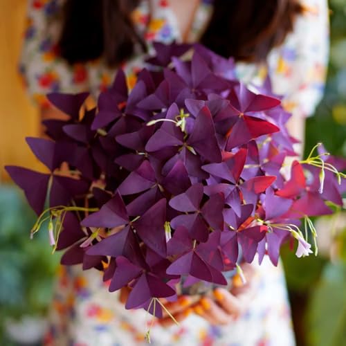 Cebollas Oxalis, plantas para lugares soleados Planta Oxalis triangularis, plantas resistentes para el jardín plantas de balcón plantas en macetas resistentes variedades antiguas 10pcs
