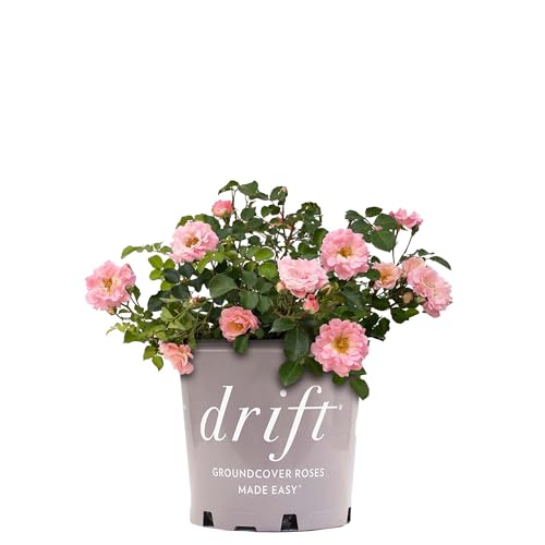 Perfect Plants Blushing Drift Rose Bush in 1 Gallon Growers Pot | Compact Flowering Ground Cover | Live Bush with Ruffled Pink Flowers | Easy to Grow for Outdoor Landscapes or Container | Zones 4-11