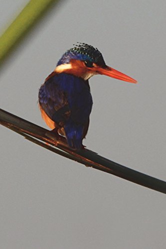 Malachite Kingfisher Bird Journal: 150 page lined notebook/diary