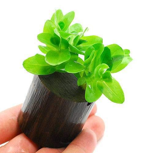 ヒーター無しで育てられる水草10選 無加温 低めの水温でも育つ水草とは トロピカ