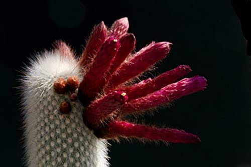 Seeds 80 pcs Cactus semi Silver Wooly Rai Rare Semi Succulent Resistant Heat Vase Purify The air Bonsai for The Garden House 5