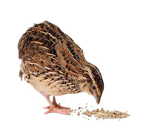Pellet Form Quail Bird Feed Reference: Buy Quail Feed Pellet Bird Food For All Life Stages